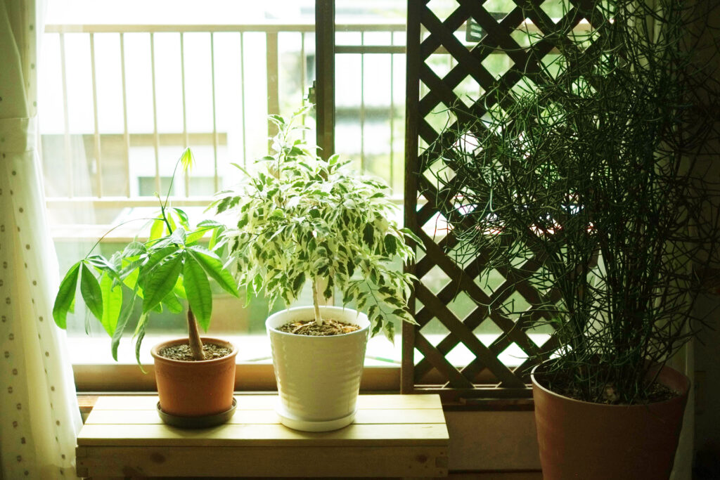 窓際で日光浴中の観葉植物