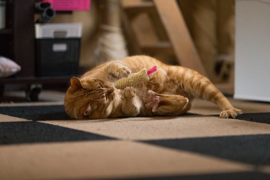 タイルカーペットの上で遊ぶ猫