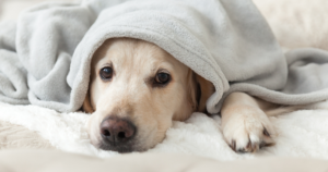 グレーのタオルケットに包まれた犬